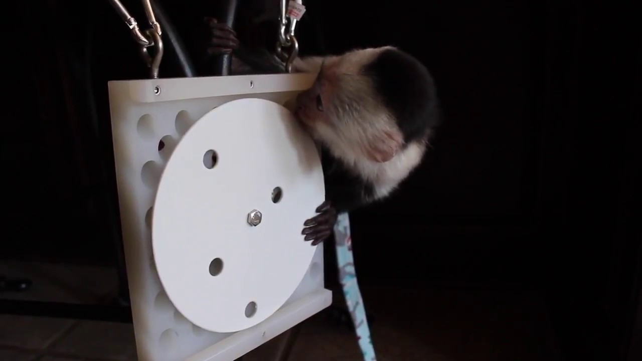 Capuchin Monkey Eating Snacks And Using New Forager