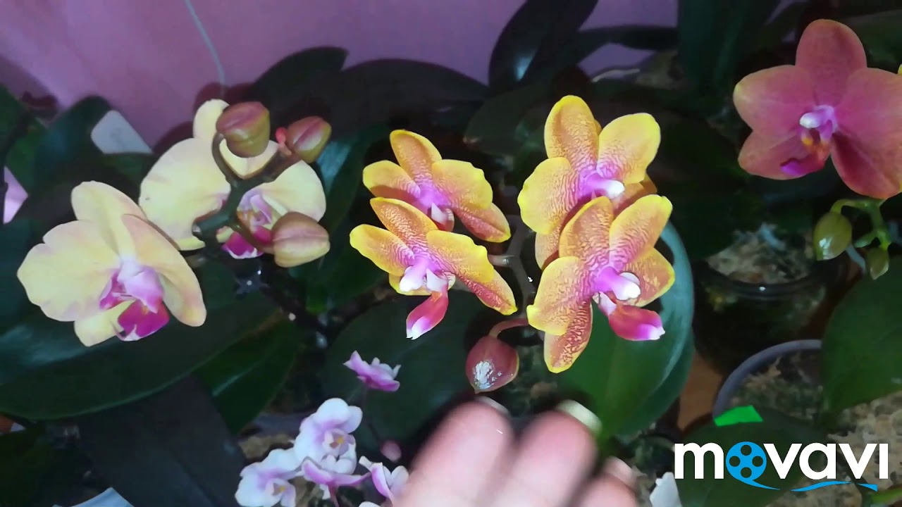 Орхидеи! Какие сорта фаленопсисов цветут дольше,а какие нет💋 мои наблюдения
