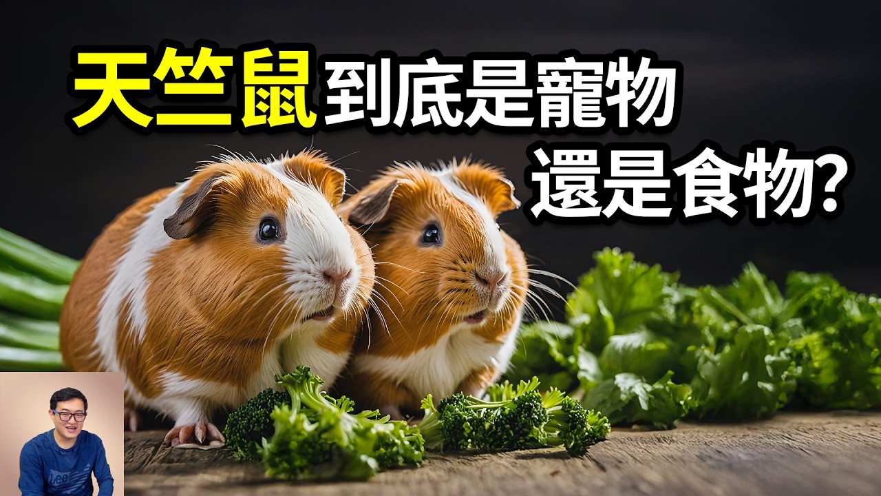 天竺鼠到底有多不可思議？從美洲的真命家畜，變身超級萌寵！對人類的貢獻超乎你想象！豚鼠的瘋狂真相……【老肉雜談】#動物 #豚鼠 #天竺鼠 #寵物 #美食