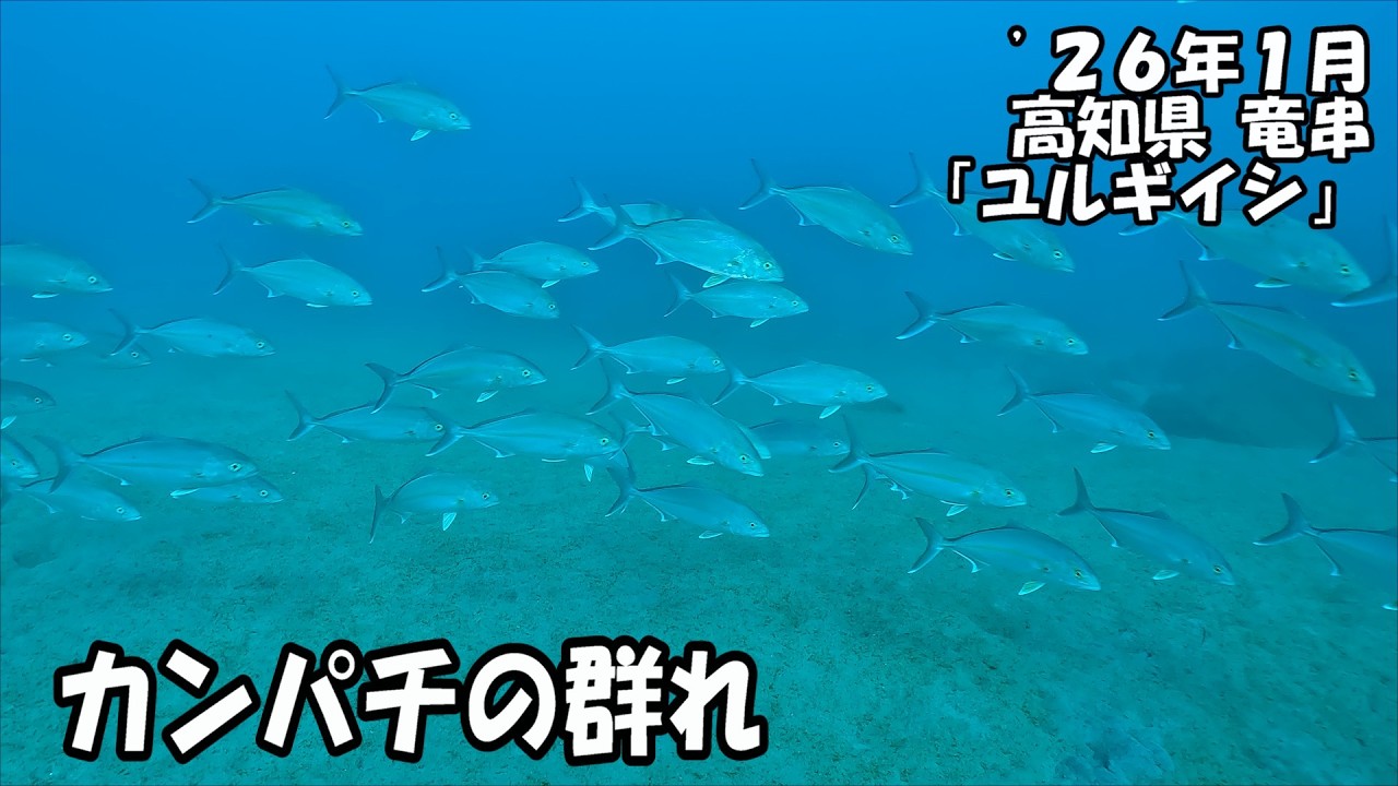 カンパチの群れ（’２６年１月　高知県　竜串　ユルギイシ）