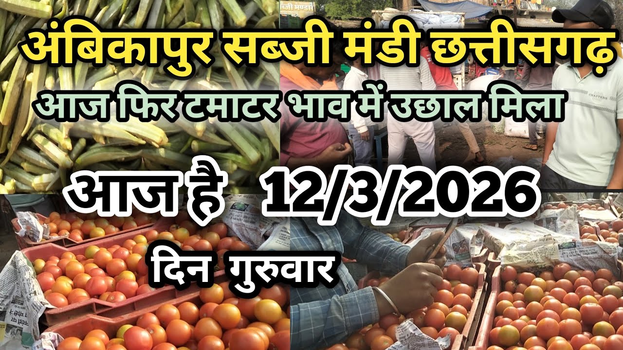 अंबिकापुर सब्जी मंडी || आज का टमाटर भाव || /12/3/2026 || Ambikapur sabji mandi #ambikapur #surajpur 