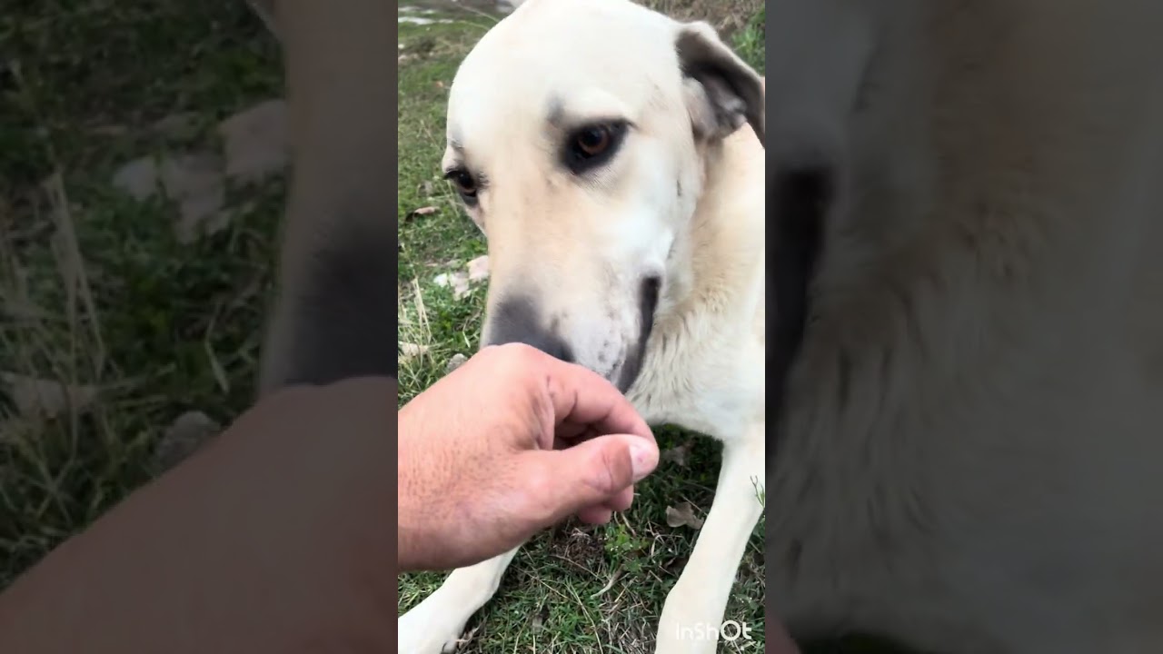 Kukiyi dağda bulmuştuk neresinden Emine annesi yuva olmuştu izlermisiniz 