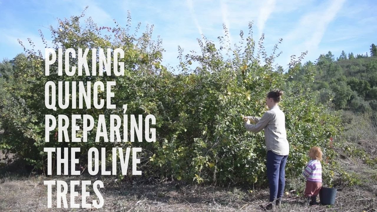Picking and processing quince - Preparing the olive trees for harvest - Off-grid family life