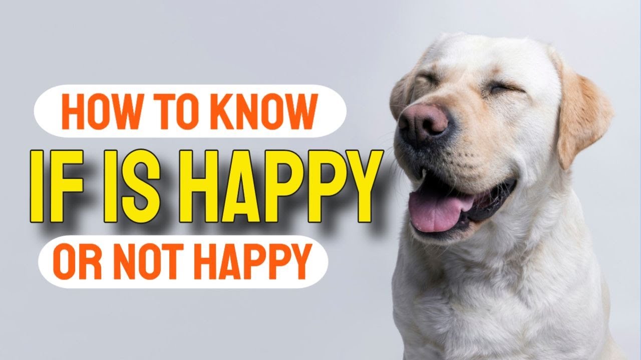 🐶😉HOW to KNOW if YOUR DOG Is HAPPY or NOT HAPPY
