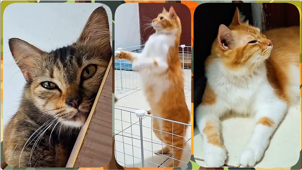 @cc.cutecats CUTE CATS : Song for Playing and Relaxing   #cat #cutecat #funnycats #song 