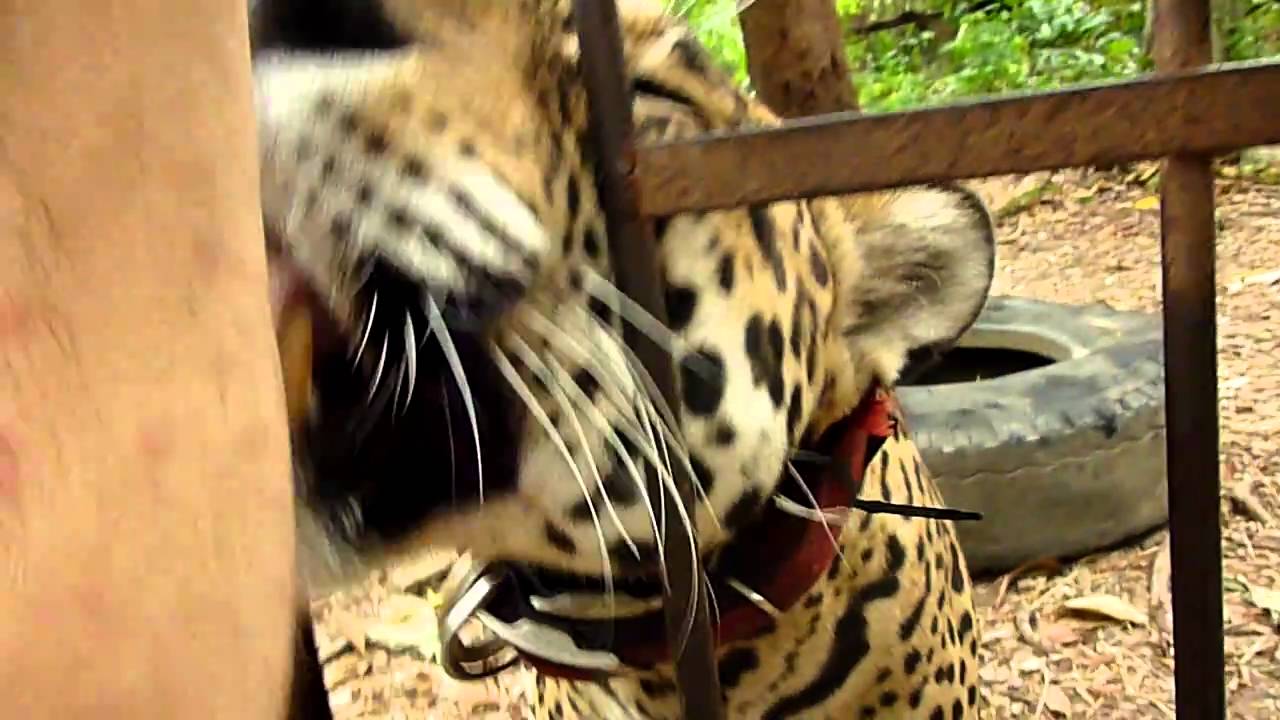 Ru the jaguar licking my arm