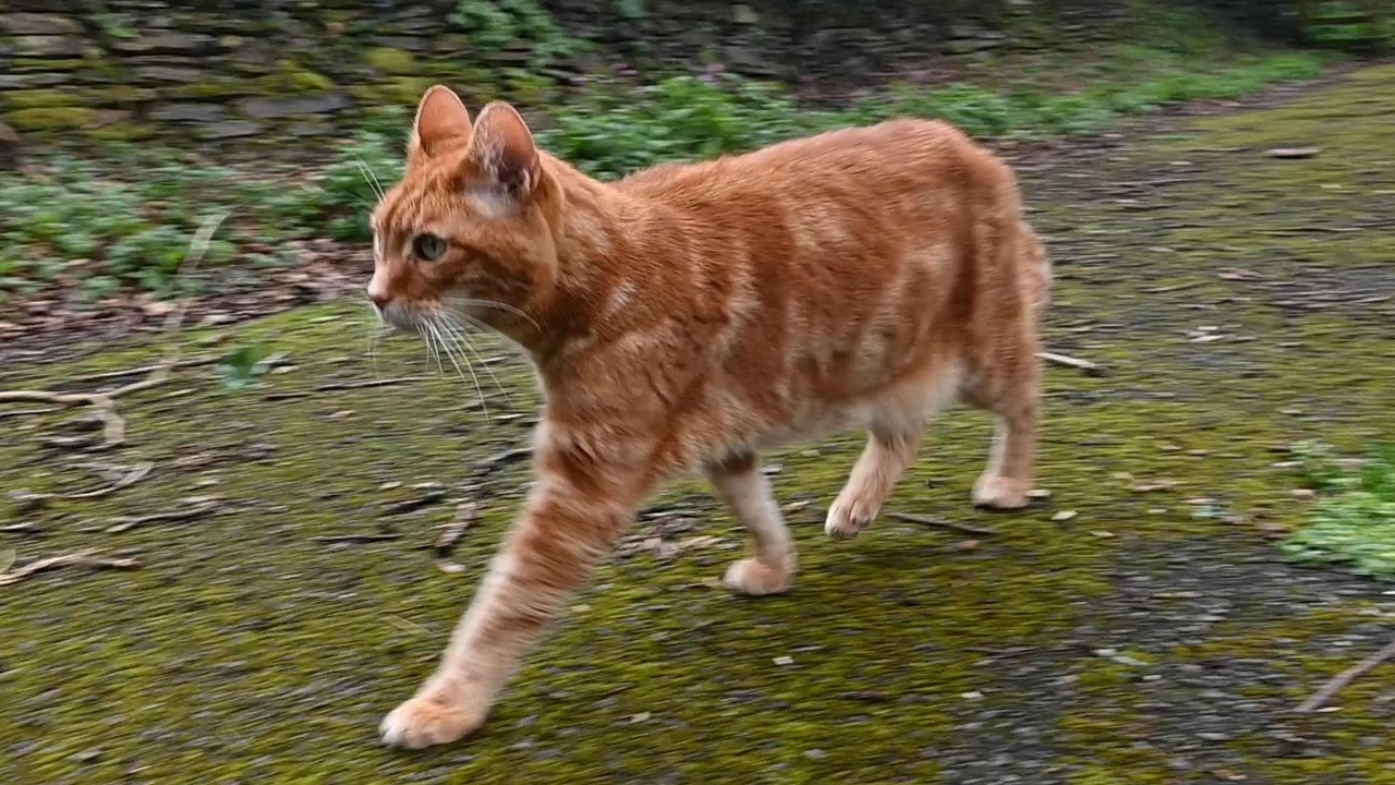 Danny goes for a stroll and learns a lesson about road safety #cornwall #orangecat  #catlife