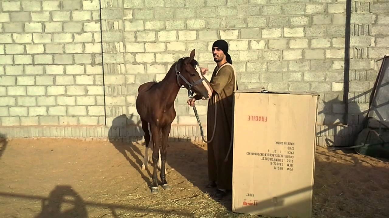 CONTROLLING THE HORSE AND GAINING HIS TRUST / التحكم التام بالخيل وكسب ثقتها