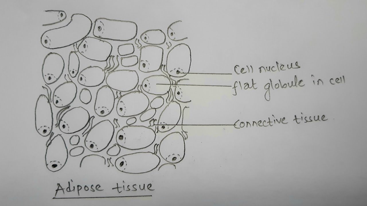 How to draw adipose tissue || most easy way