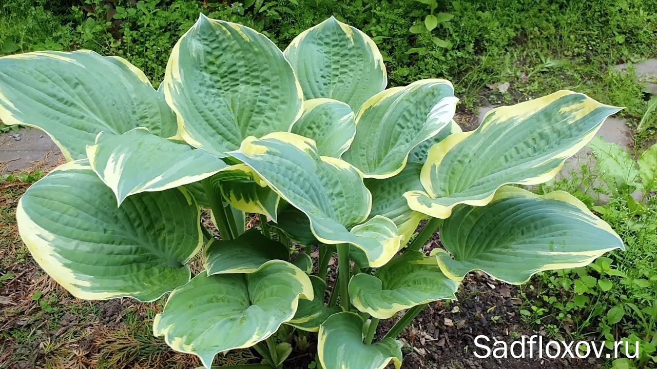 Vase-shaped Inspire Greatness hosta