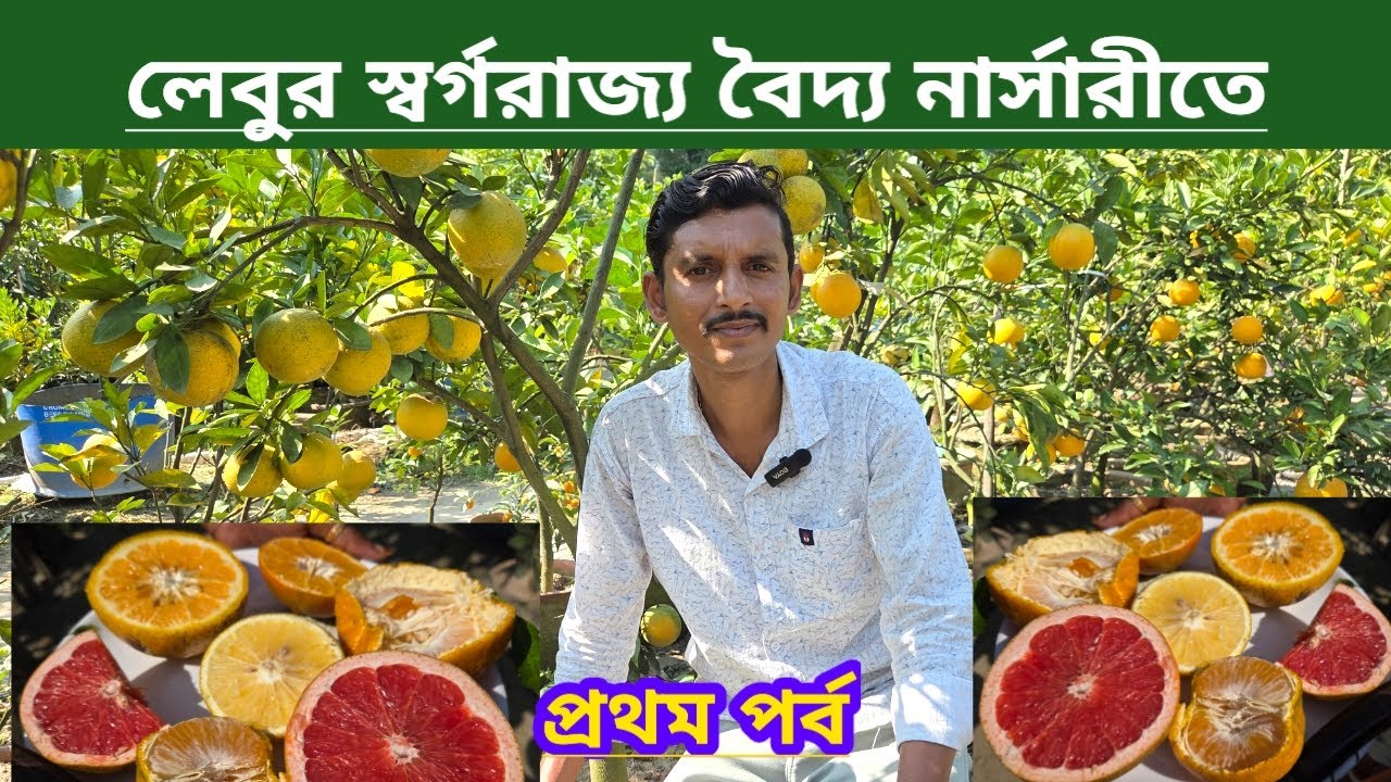 লেবুর স্বর্গরাজ্য বৈদ্য নার্সারিতে||প্রথম পর্ব||Amazing Lemon Variety In Baidya Nursery|First Part||