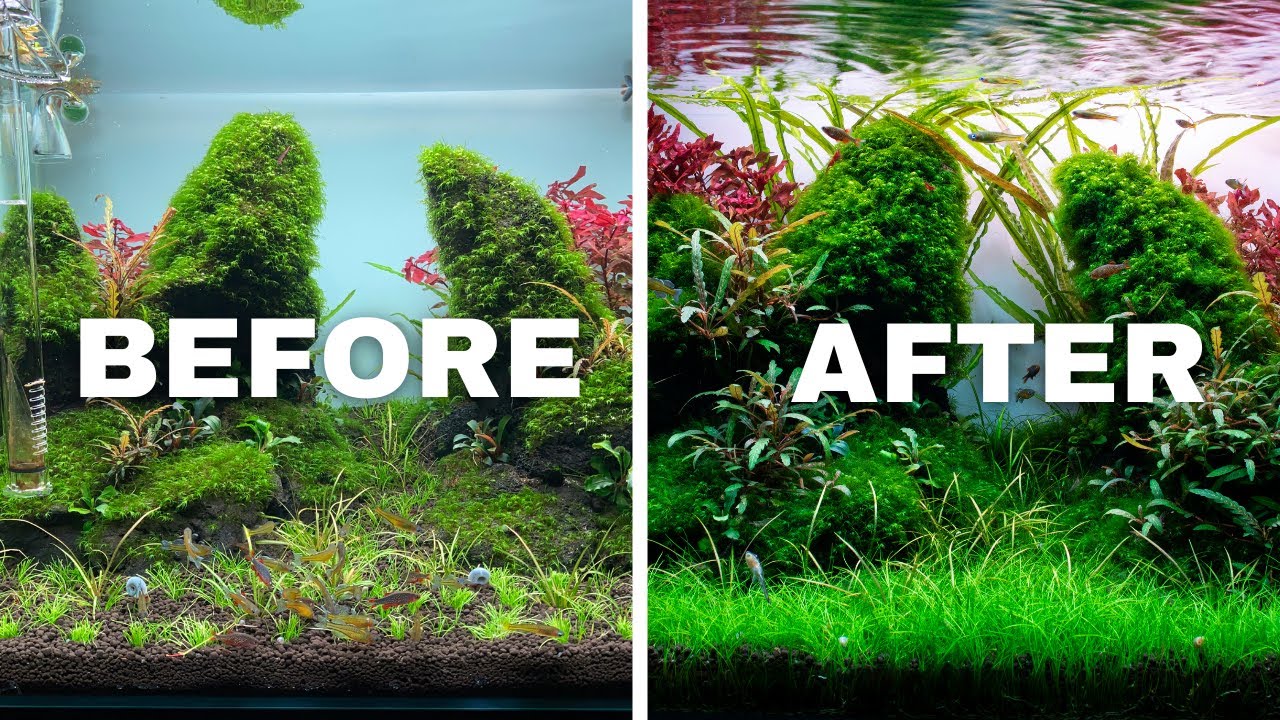 HOW TO TRIM AQUARIUM PLANTS LIKE A PRO!