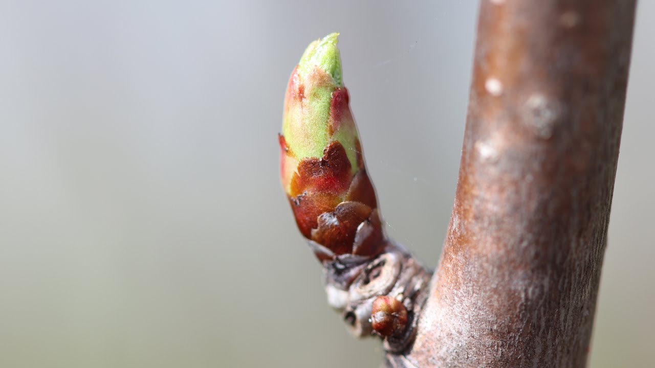 Kurs in Wunderbildung 4 - Knospen