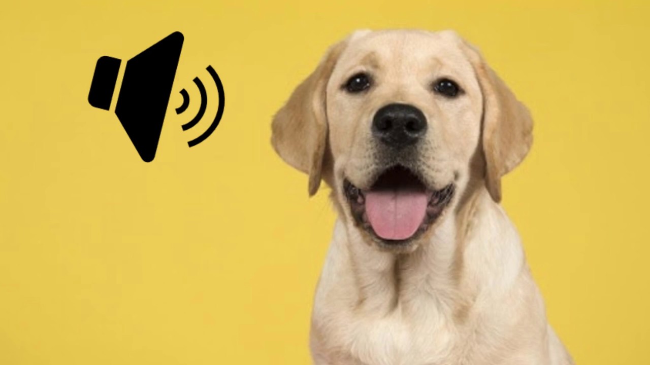 Labrador Dog Barking Sound - The SOund ButtOn