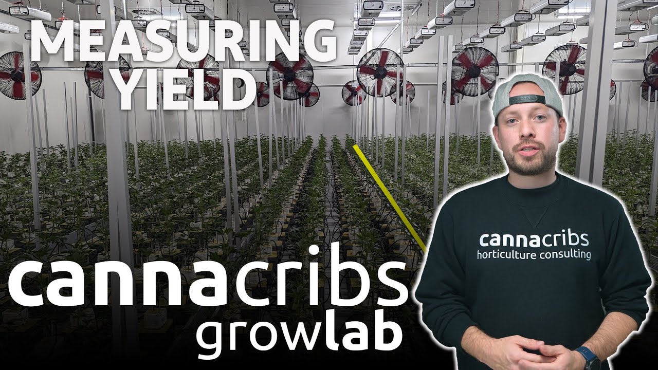 How to Accurately Measure Cannabis Yield & Measure Efficiency