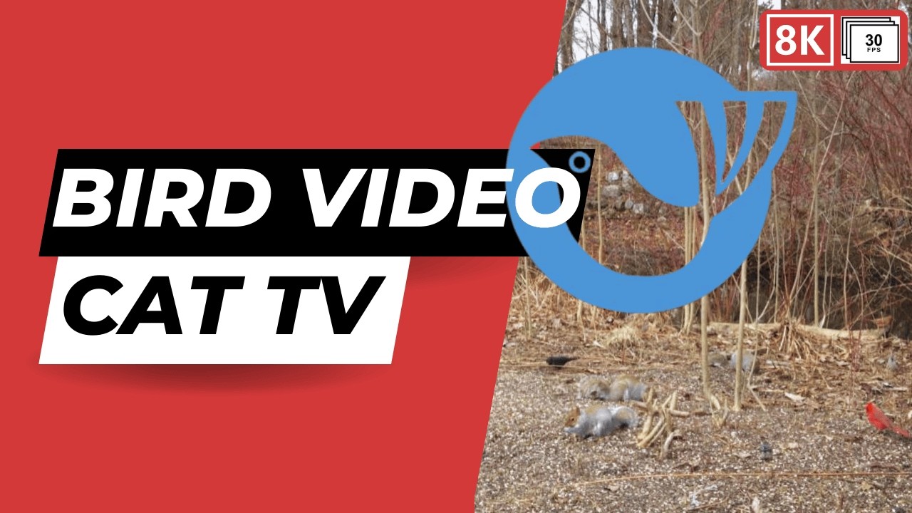 Cat TV - Birds and Nature Sounds - 8K