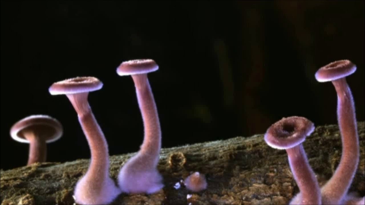 Plant43  -  Golden Waxcap  (AC Records)