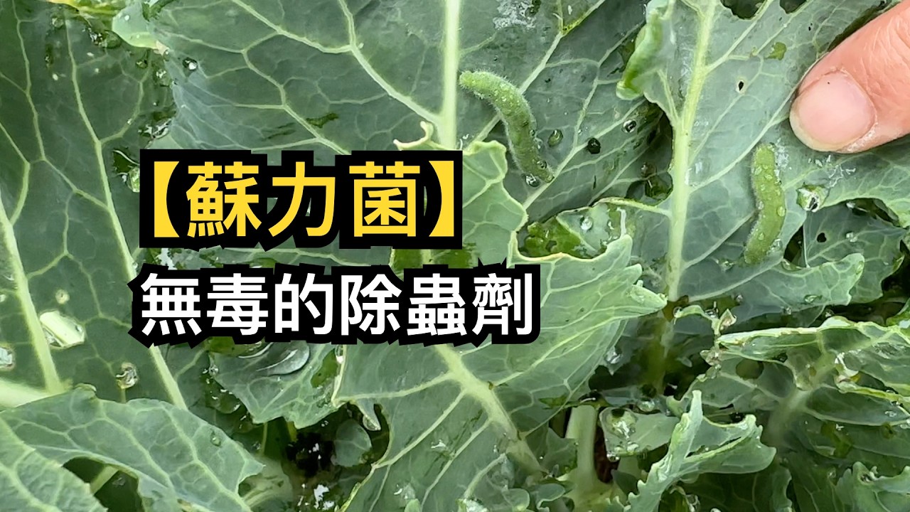 無毒的除蟲劑--蘇力菌