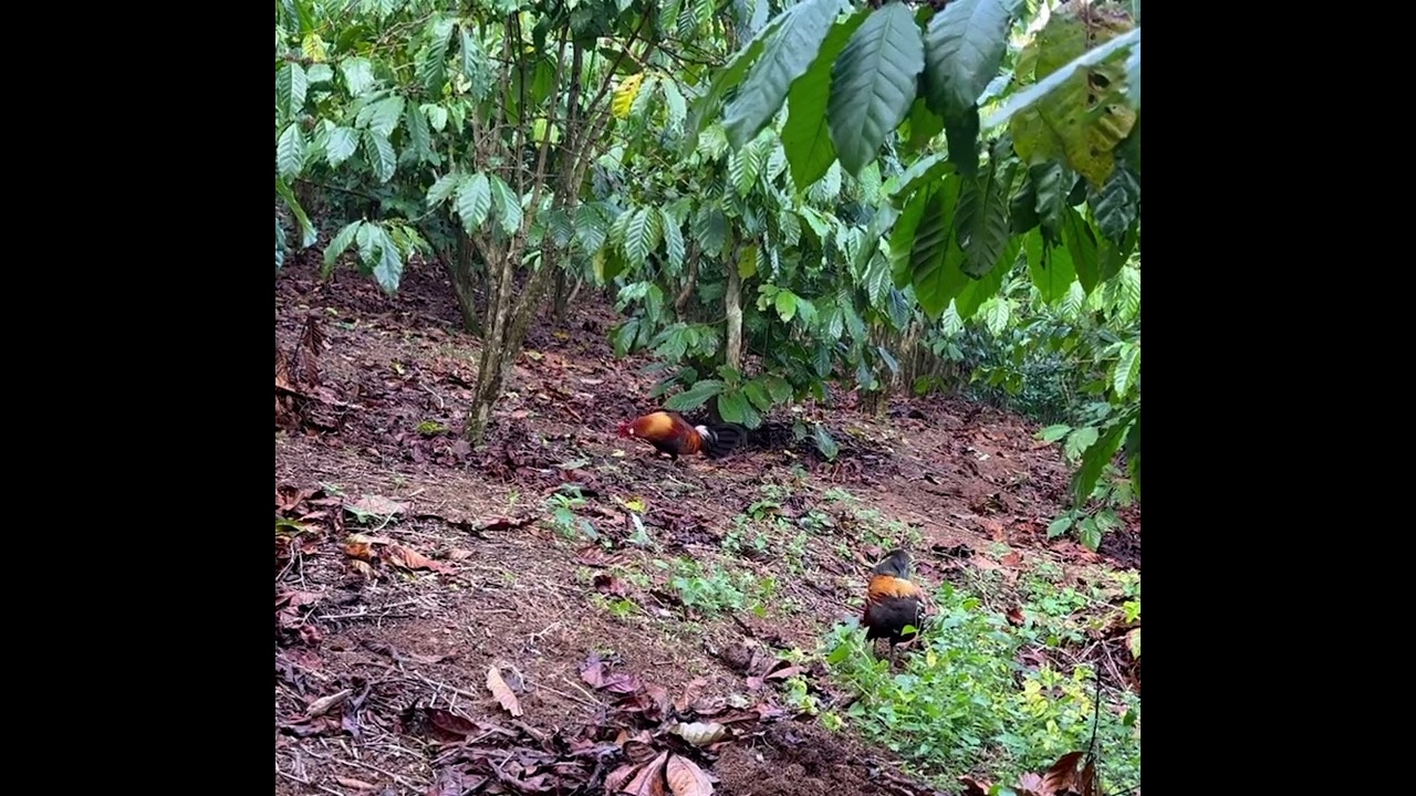 Ra khơi thôi anh em 