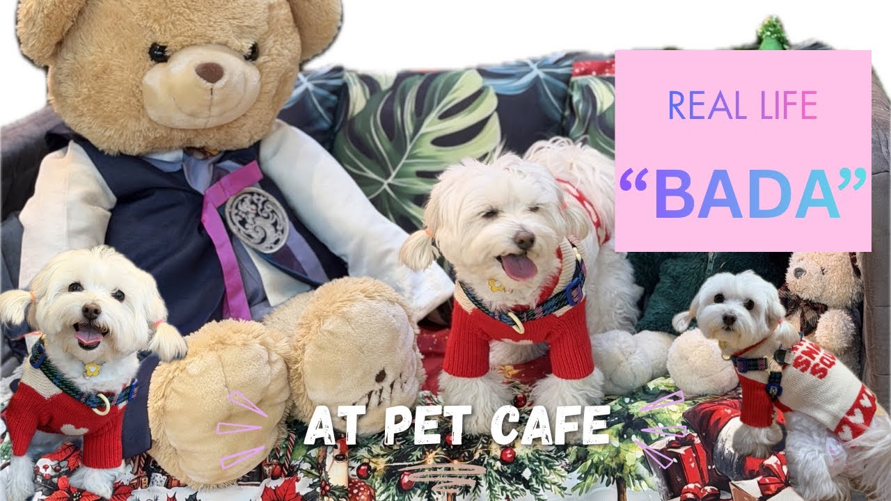 Real Life Bada — Sunday at the dog café