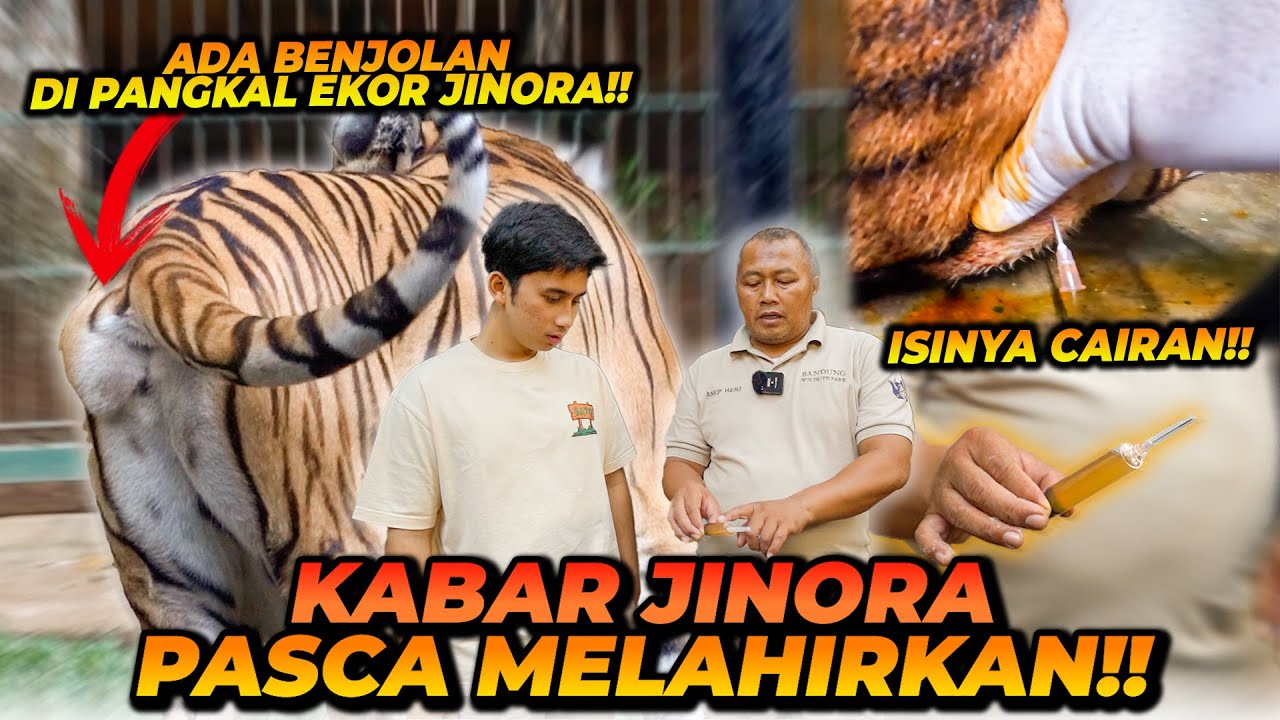 JINORA PASCA KELAHIRAN, ADA BENJOLAN ! PENYAKIT APA YA INI ? HARUS SAMPE DI OPERASI ?!