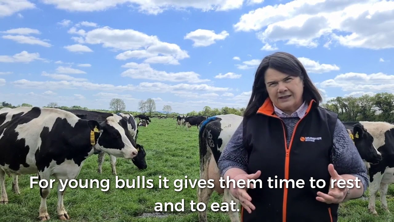 Stock Bull Management