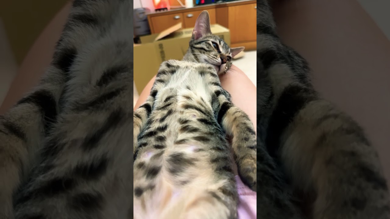 大姊來了！貓咪大戰爭！⋯#meow #funny#angle