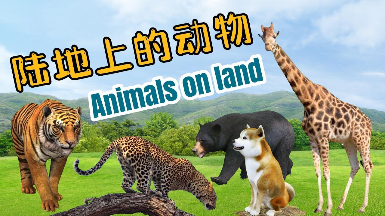 陆地上的动物 | 56 Animals on Land | Learn Animals Sounds and Names | 中文加油站GG|@Chineseclass365