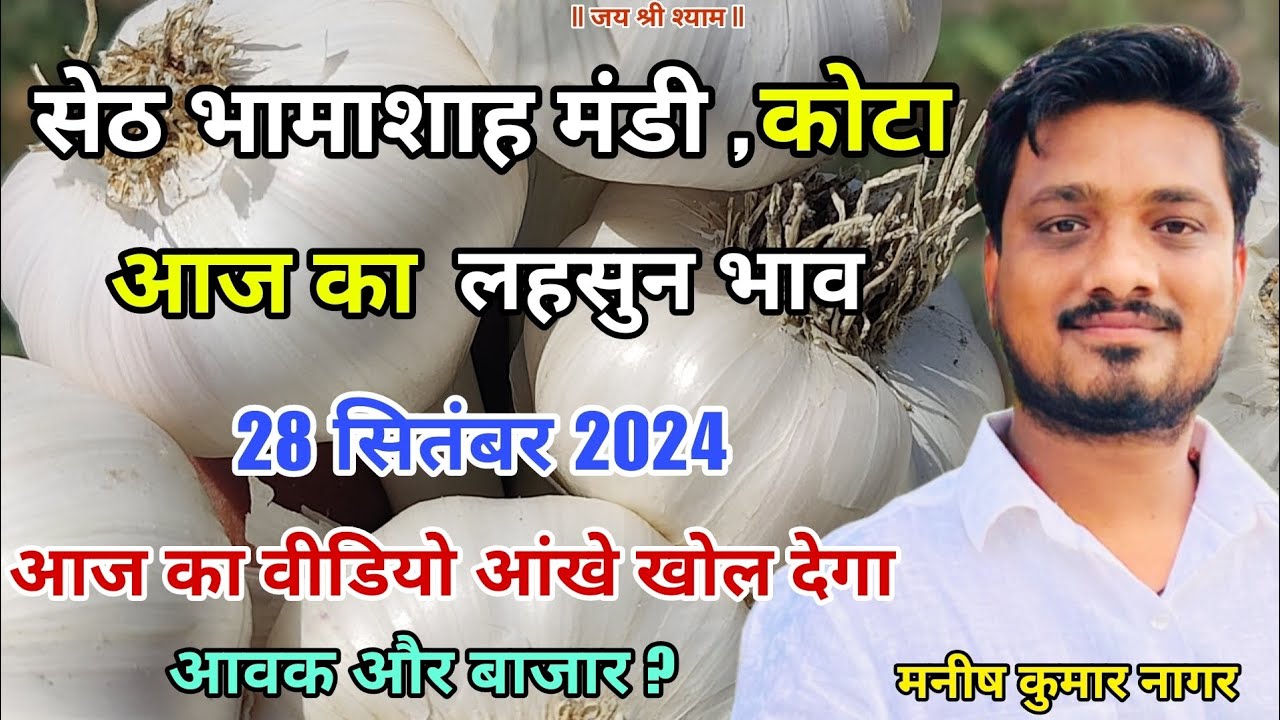 28 सितम्बर 2024 , शनिवार आज का सेठ भामाशाह मंडी , कोटा का लहसुन भाव | आज का ताज़ा लहसुन का भाव |