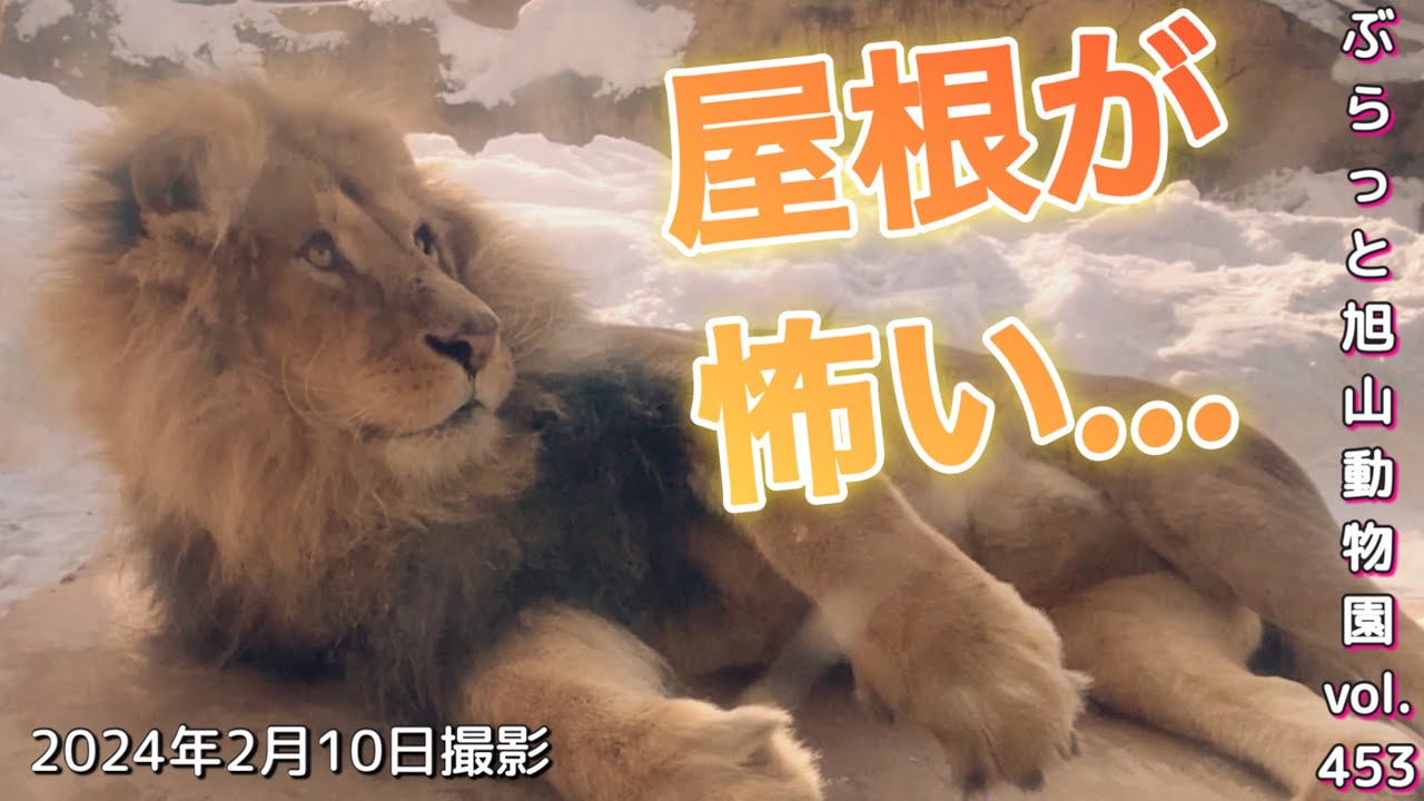 《旭山動物園ライオン＆トラ》オリトファミリー。どうしても怖い！新築屋根に腰が引けるおオリト＆フウvol453/Lion family and cub scared of roofs
