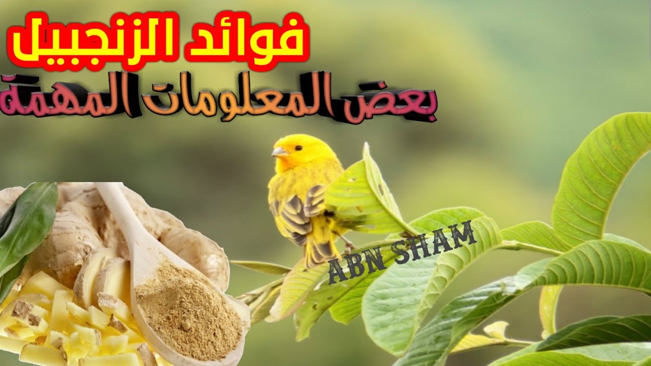 الزنجبيل اقوى محفز و مهيج  لطيور الزينة في موسم التجهيز ولتزاوج ماذا نقدم لطيور بفصل الشتاء