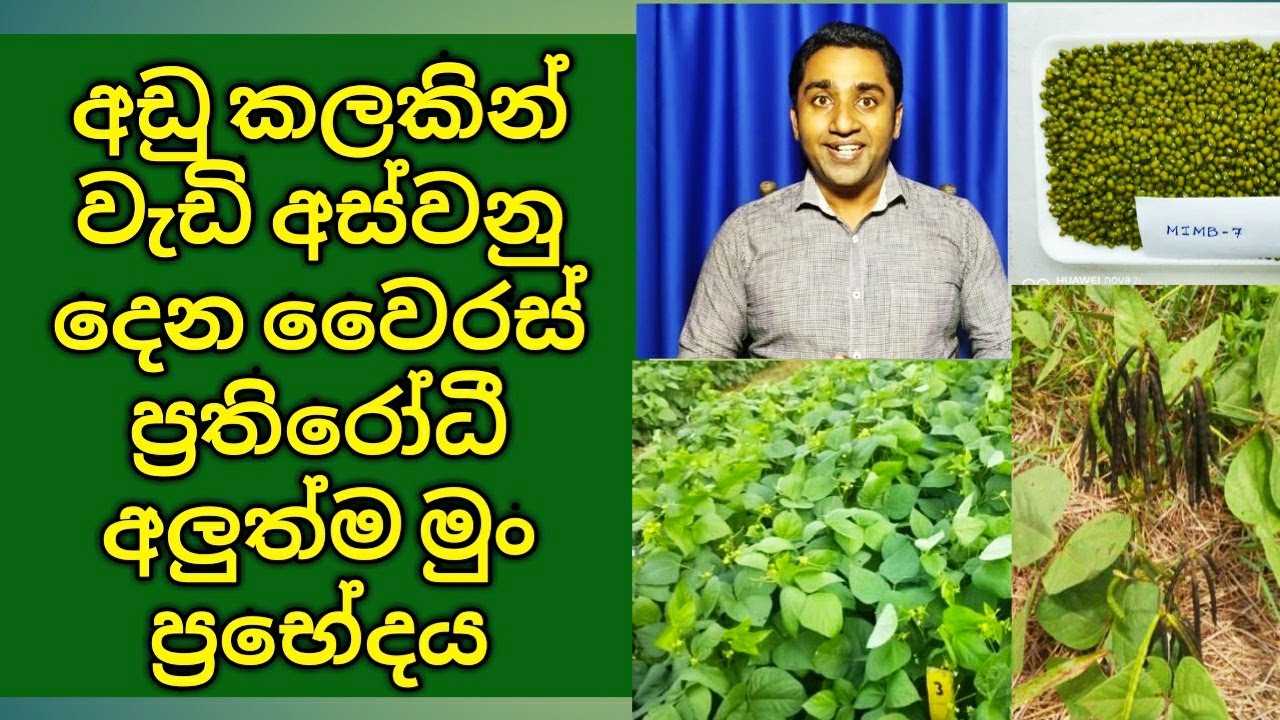 Green gram Mung Bean cultivation in Sri Lanka Details about MIMB 7 New Mung bean variety
