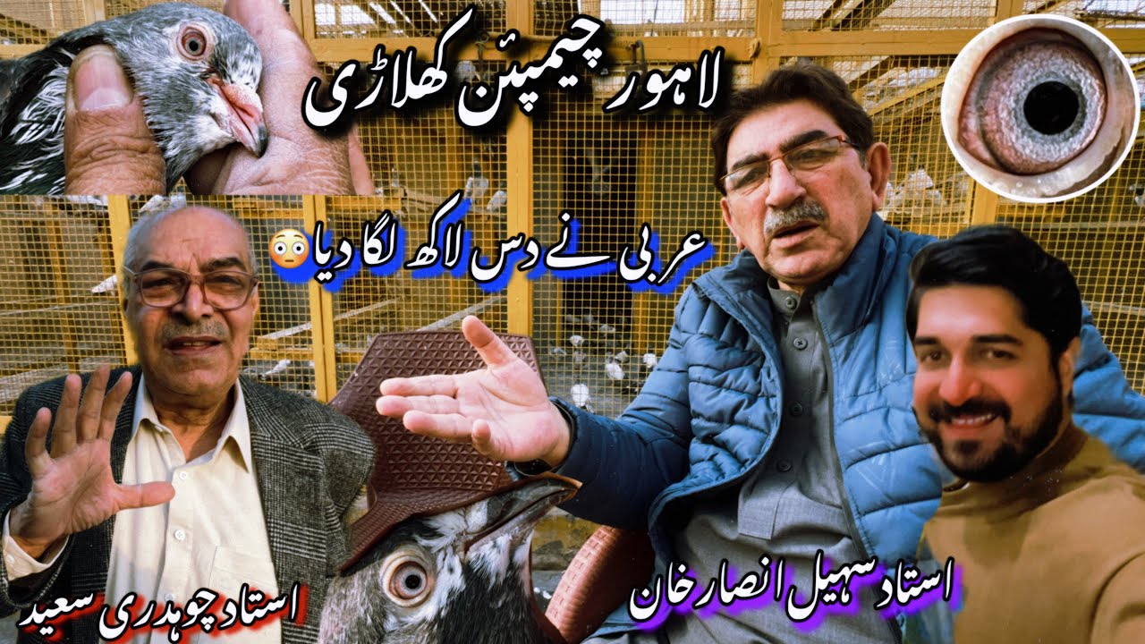 Ustad suhail ansar khan k 2 kabotaro  ka 10 lac lag gya 😳