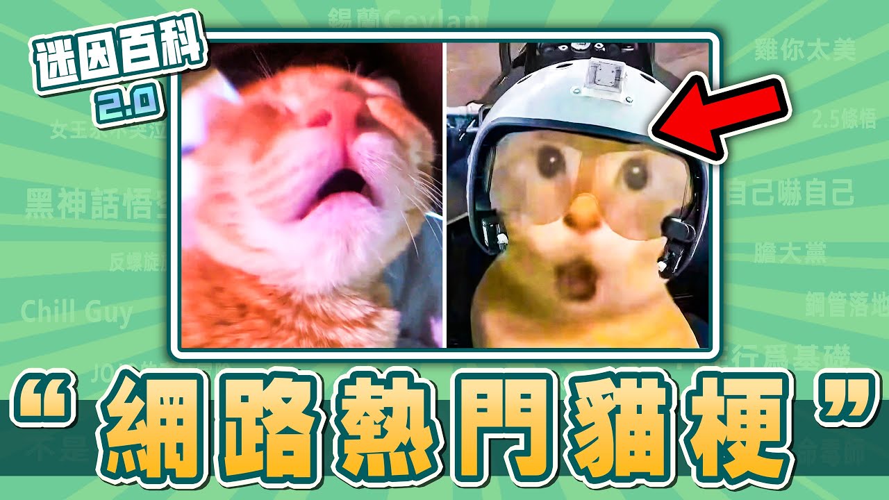 盤點近期熱門貓梗⚡⚡⚡！“圓頭耄耋、忘本貓、嗷嗚貓、”是什麽迷因？【迷因百科】#嗷嗚貓 #阿内貓 #圓頭耄耋 #圓頭貓 #忘本貓 #淳平貓 #蔚藍檔案 #貓meme #貓梗 #迷因 #梗 #meme