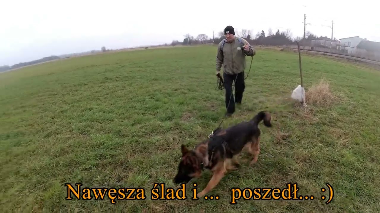 Owczarek niemiecki tropienie użytkowe