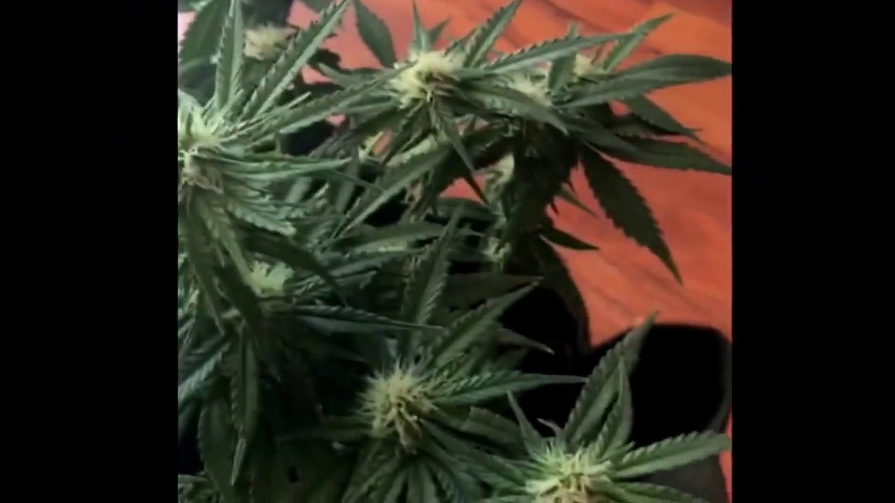 Cannibussix Lemon OG Haze Day 55. Day 28 of Flowering.