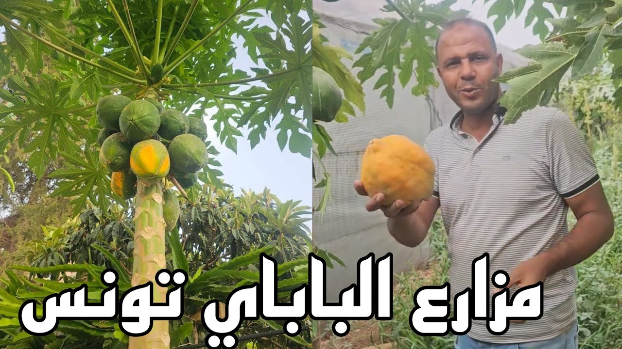 طريقة قطف فاكهة البابايا والتعرف على موعد نظجها Récolte de papaye fruits