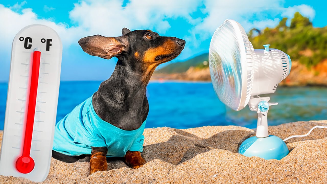 Dachshunds GO CRAZY When AC Breaks Down!