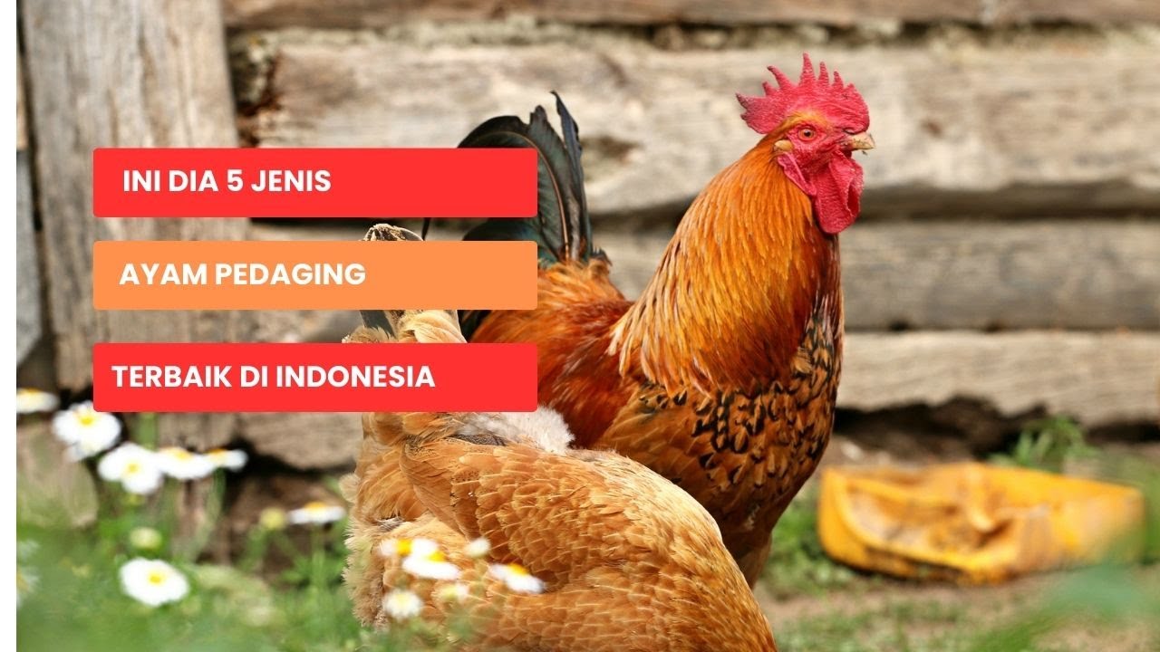 5 Jenis Ayam Pedaging Terbaik Di Indonesia