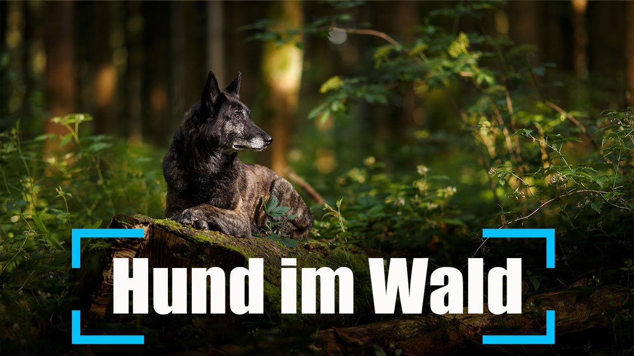 Hunde Fotografie im Wald mit Blitz