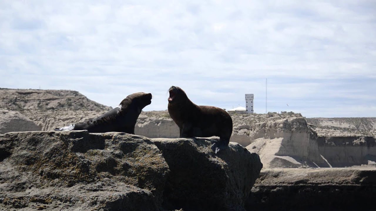 Pelea de Lobos Marinos