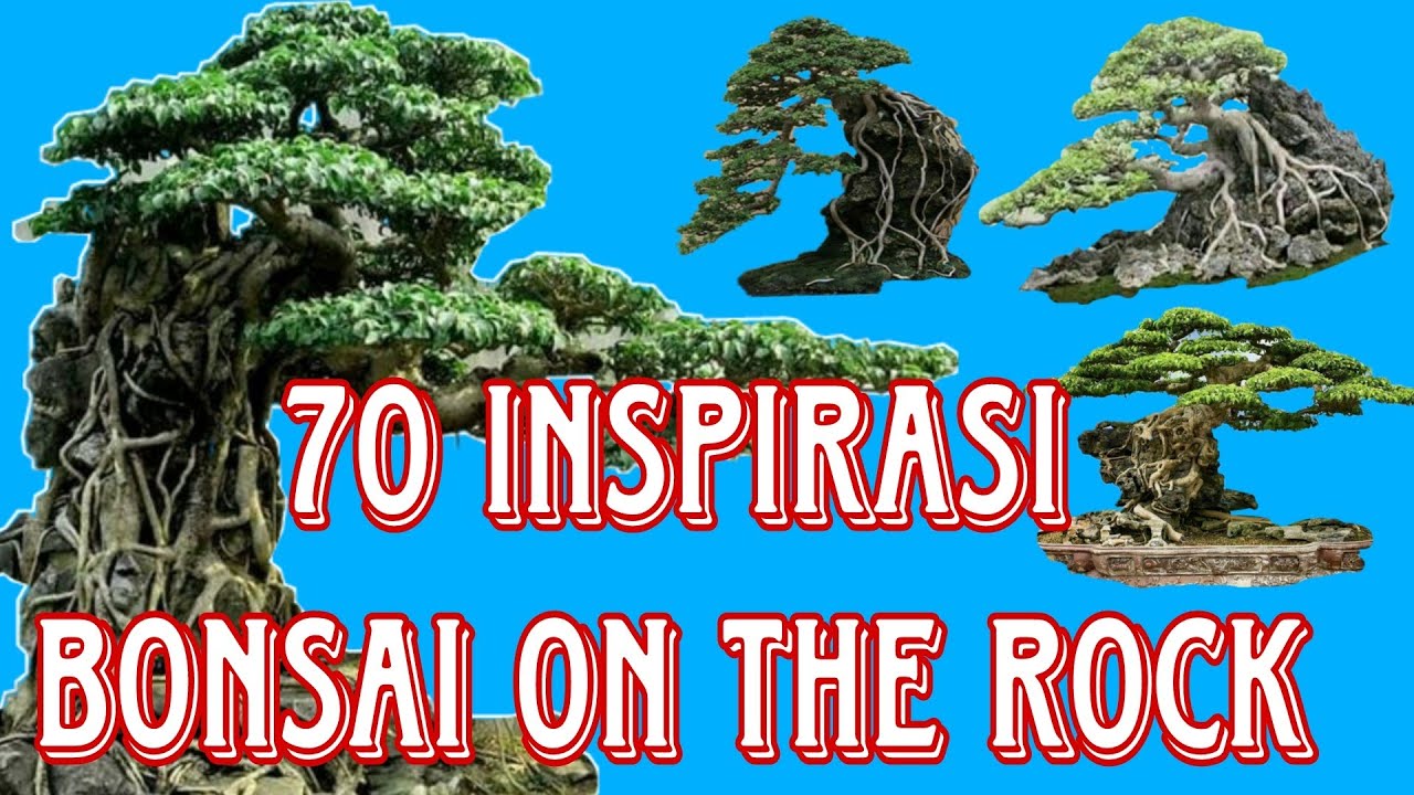 70 inspirasi bonsai on the rock , #bonsaiontherock #inspirasibonsai