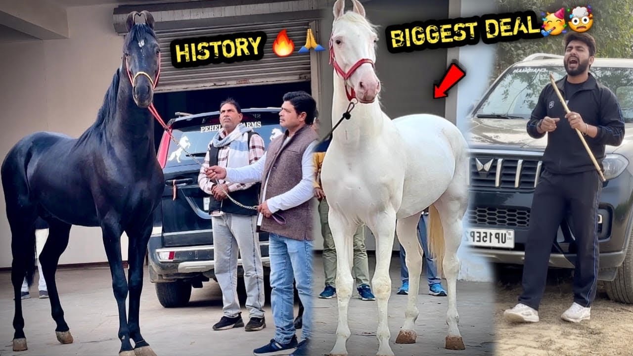 😭Apni History ka Sabse💰🤩 Mehnga Ghoda Le Liya😱65 Inch Ka Ghoda छेत्र Ka Sabse Bada Ghoda Aa Raha H 