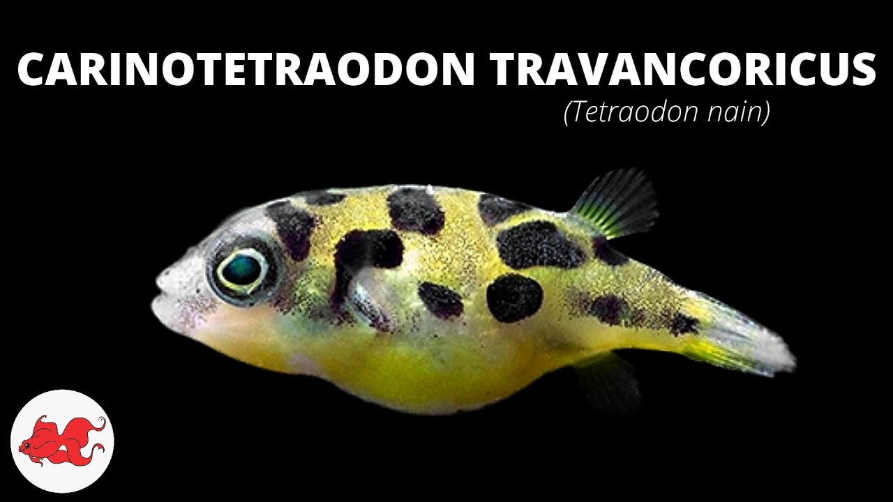Tétraodon nain - Carinotetraodon travancoricus ✔