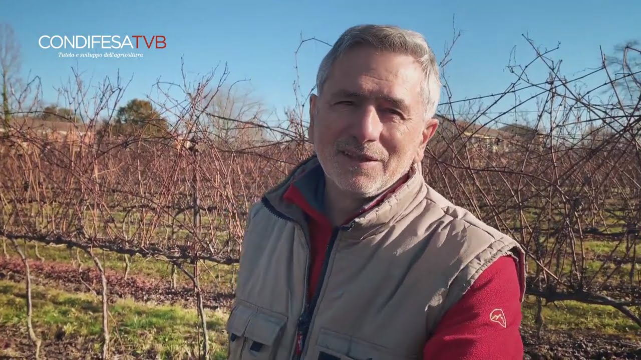 La potatura semi-meccanizzata su cordone speronato