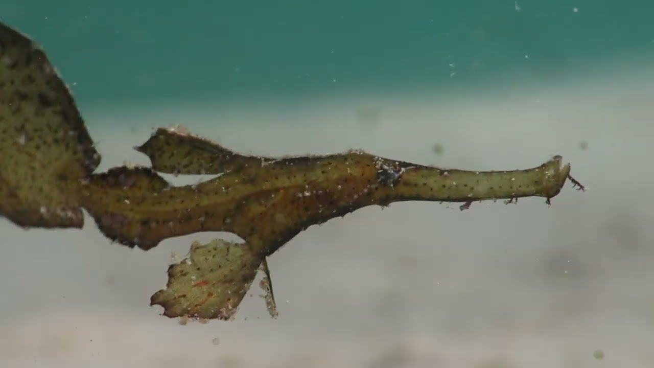 Macro filming day in El Nido!