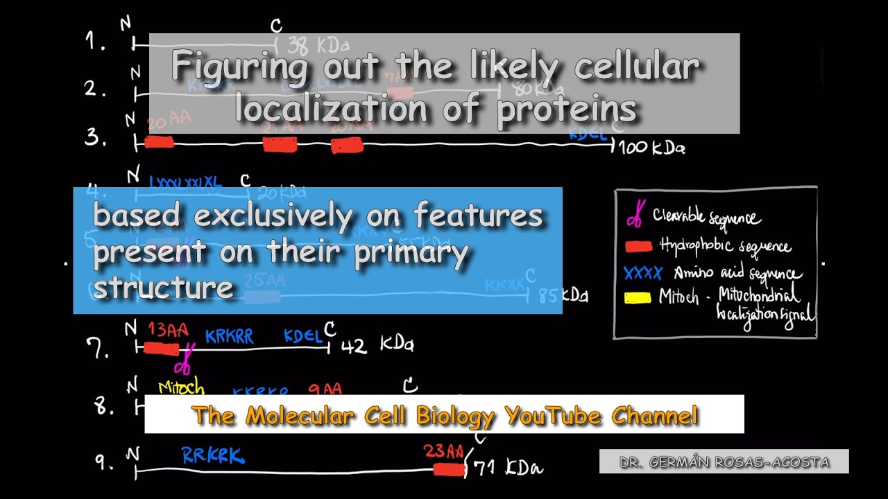 Figuring out the likely cellular localization of proteins