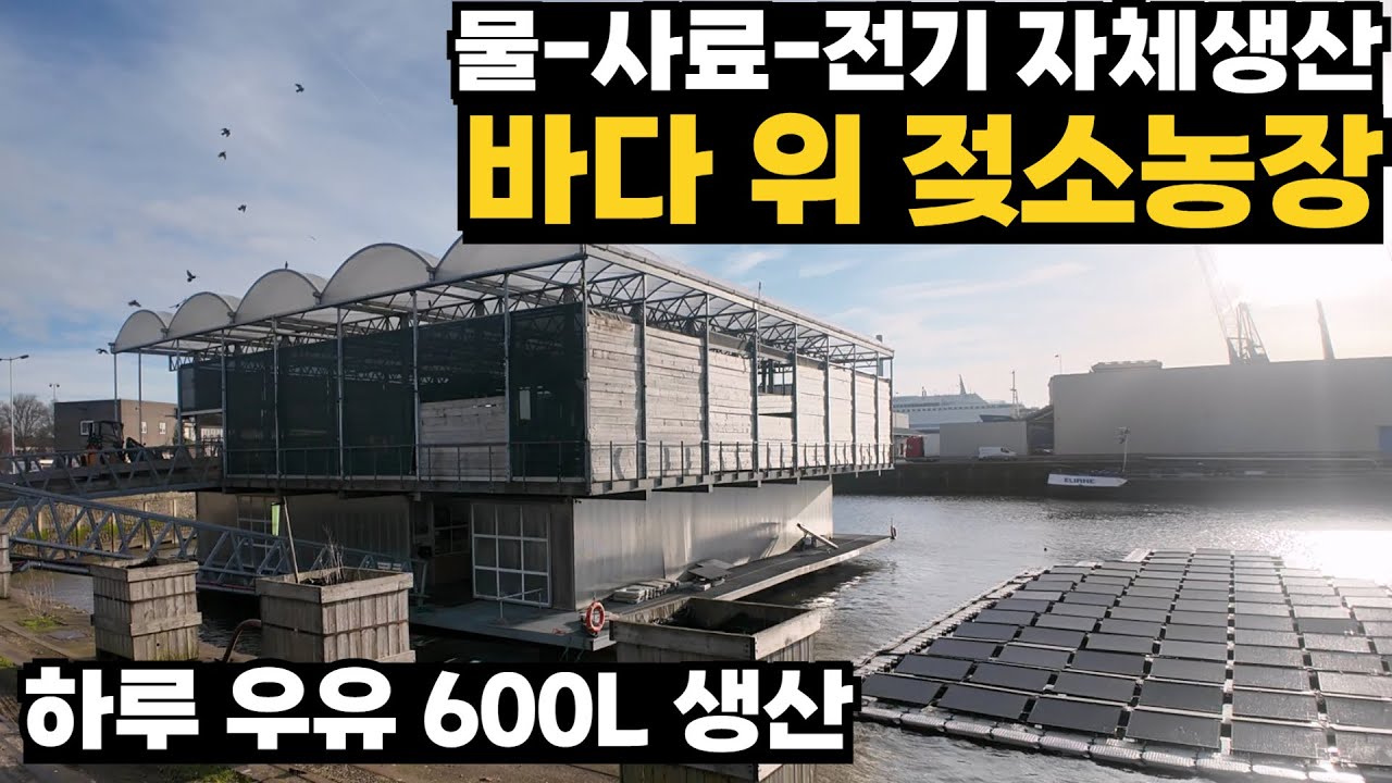 세계최초! 땅 부족해 바다에 젖소농장 짓는 네덜란드 농장 클라스 ㄷㄷ