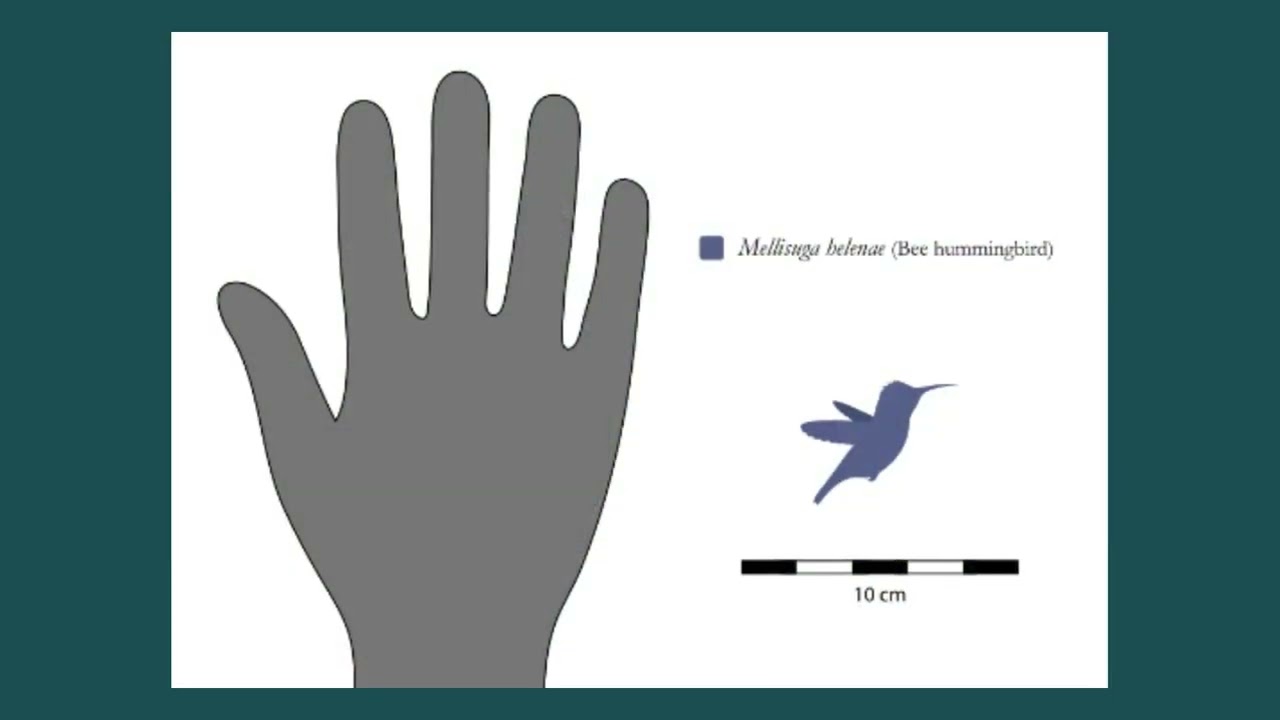 Mellisuga helenae, the smallest bird in the world and the story you didn’t know (recharged video)