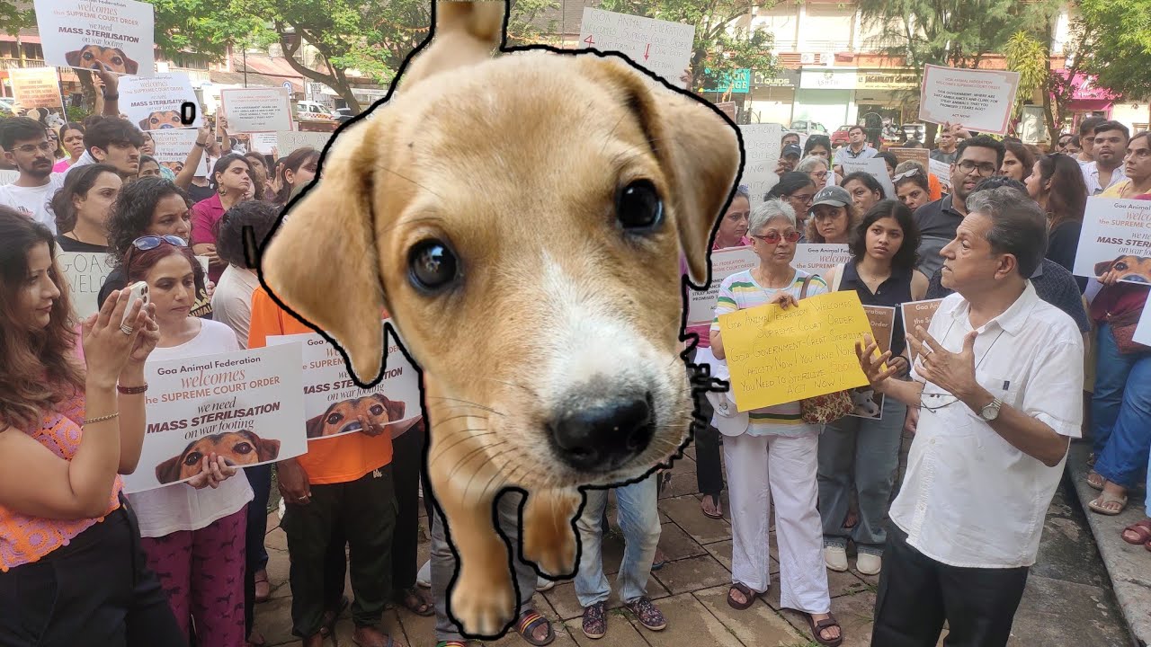 LIVE LARGE GATHERING FOR STREET DOGS